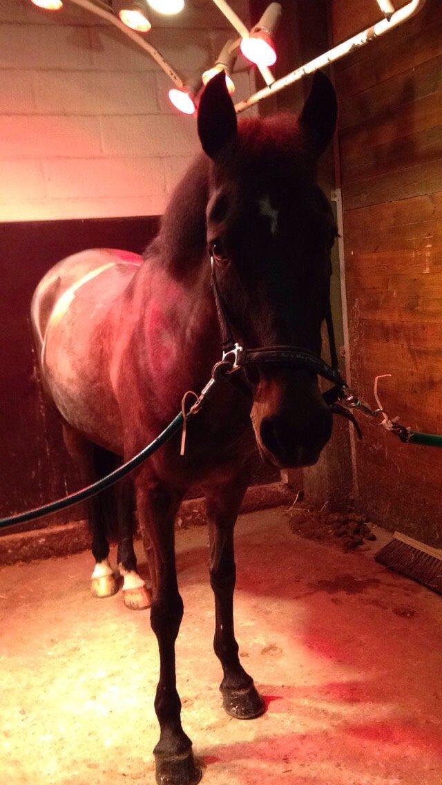 New Forest Hogenhof's Jeanetta - Hun nyder varmen når det er koldt ude billede 5