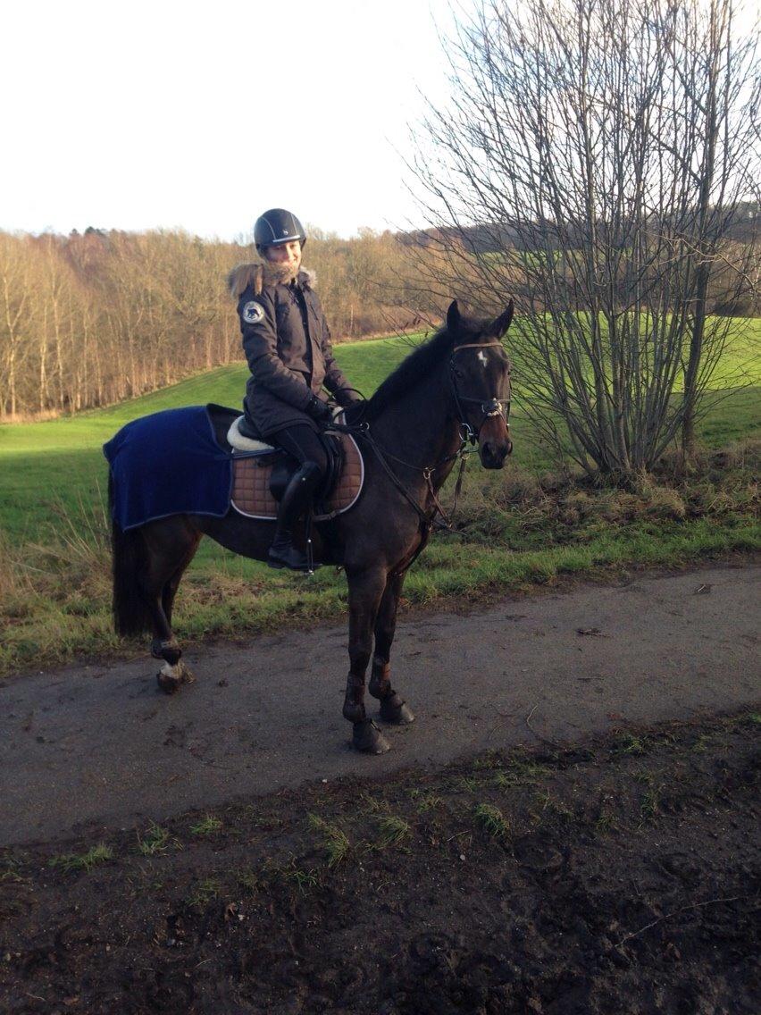 New Forest Hogenhof's Jeanetta - Ikke så længe efter jeg havde fået hende billede 6