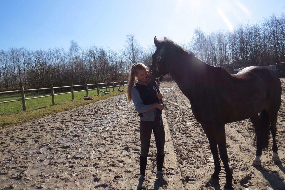 New Forest Hogenhof's Jeanetta - <3 billede 4