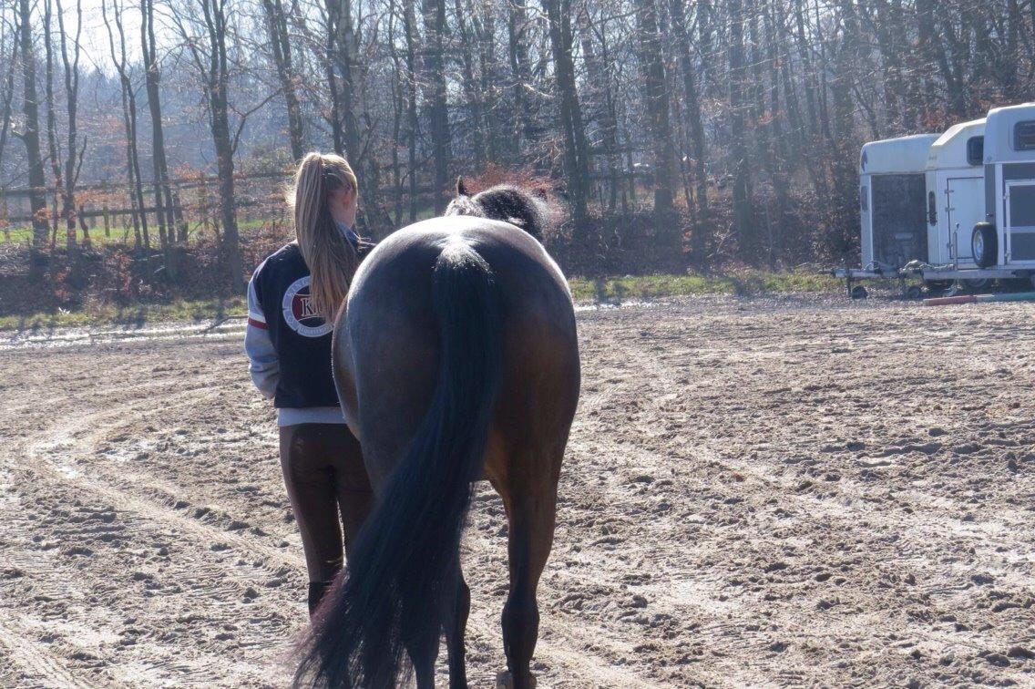 New Forest Hogenhof's Jeanetta billede 7