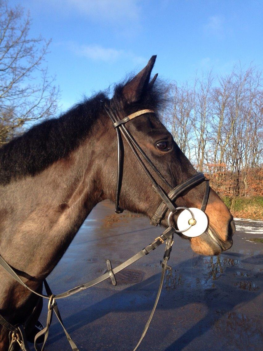 New Forest Hogenhof's Jeanetta billede 8