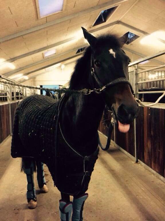 New Forest Hogenhof's Jeanetta - Dfn dag vi hentede hende billede 10