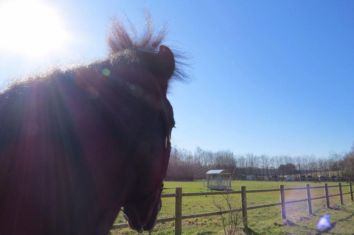 New Forest Hogenhof's Jeanetta billede 11