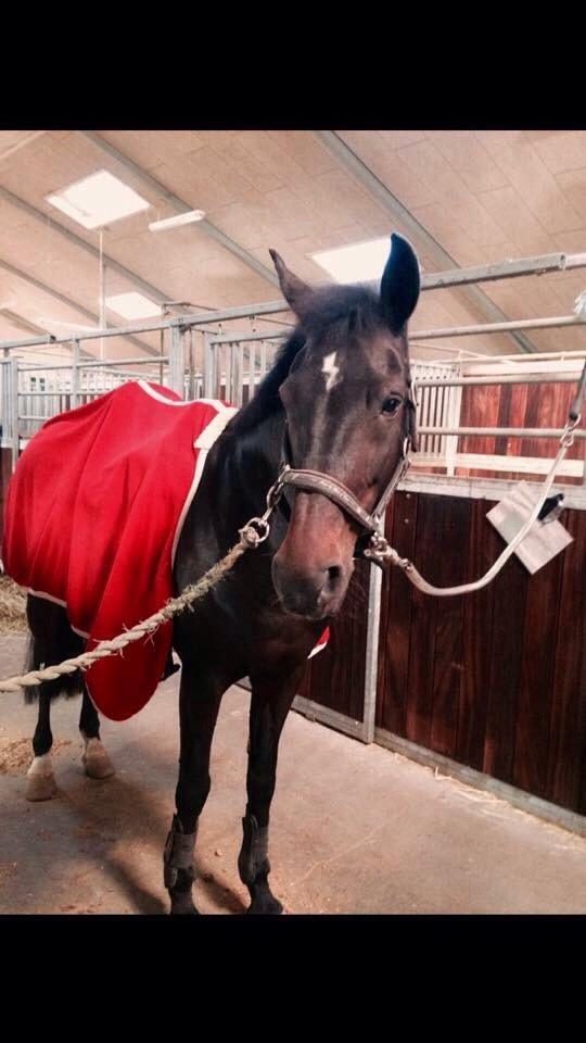 New Forest Hogenhof's Jeanetta - Hun viser sit flotte lyn billede 9