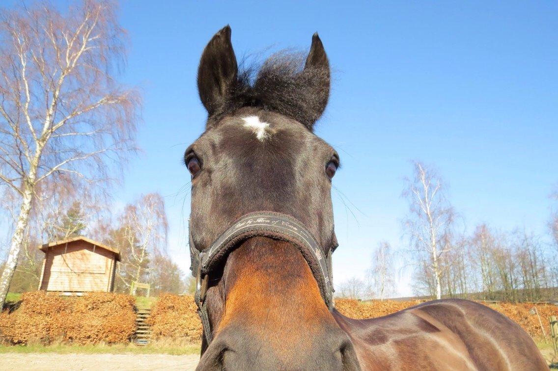 New Forest Hogenhof's Jeanetta - sødeste pony billede 12