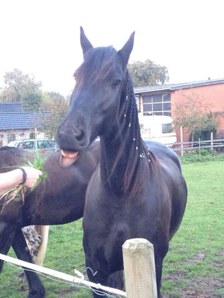 Frieser Max billede 16