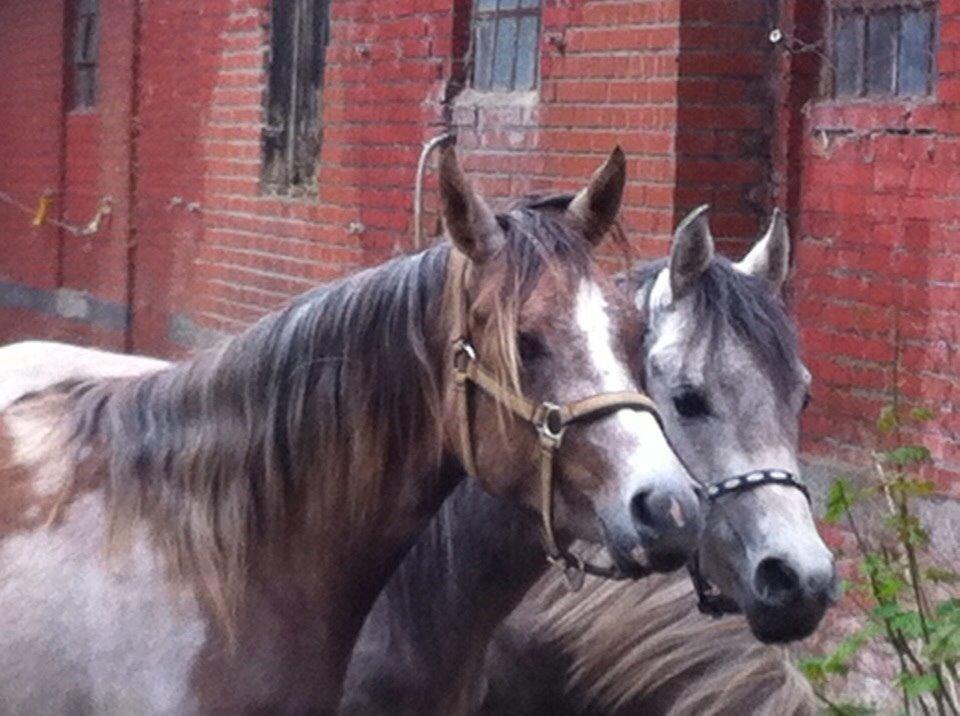 Arabisk fuldblod (OX) Jbs virginia ox billede 1