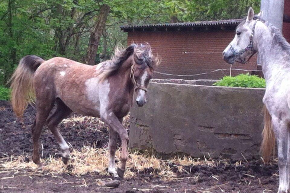 Arabisk fuldblod (OX) Jbs virginia ox billede 8