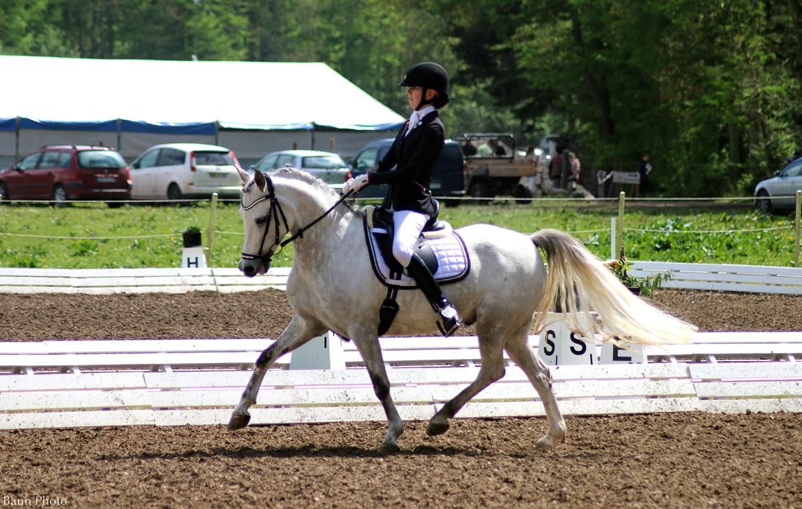 Anden særlig race CHEVAL B-pony - Morsø 2015  billede 5
