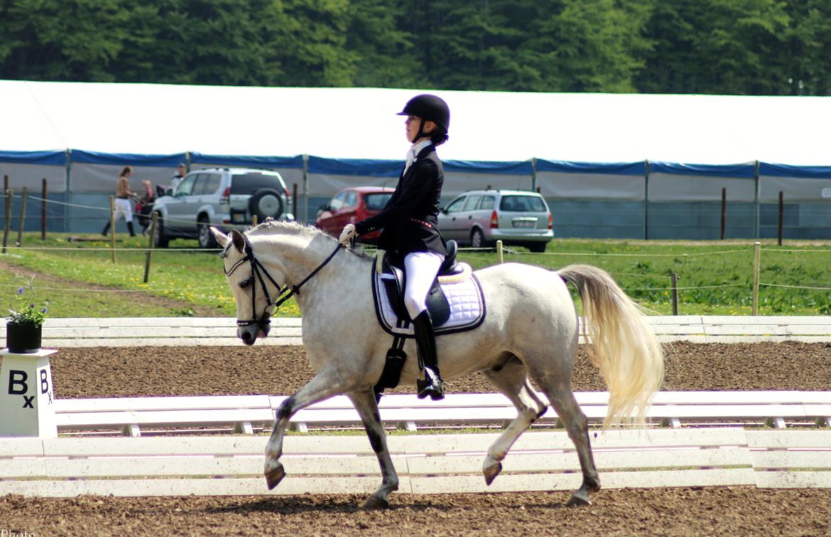 Anden særlig race CHEVAL B-pony - Morsø 2015 billede 9