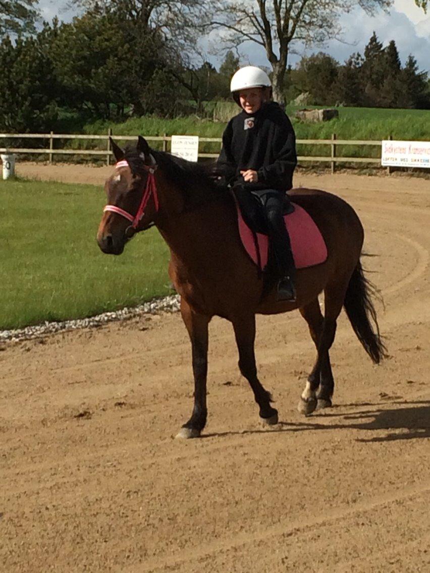 New Forest Øagergaards Mette (SOLGT) billede 34