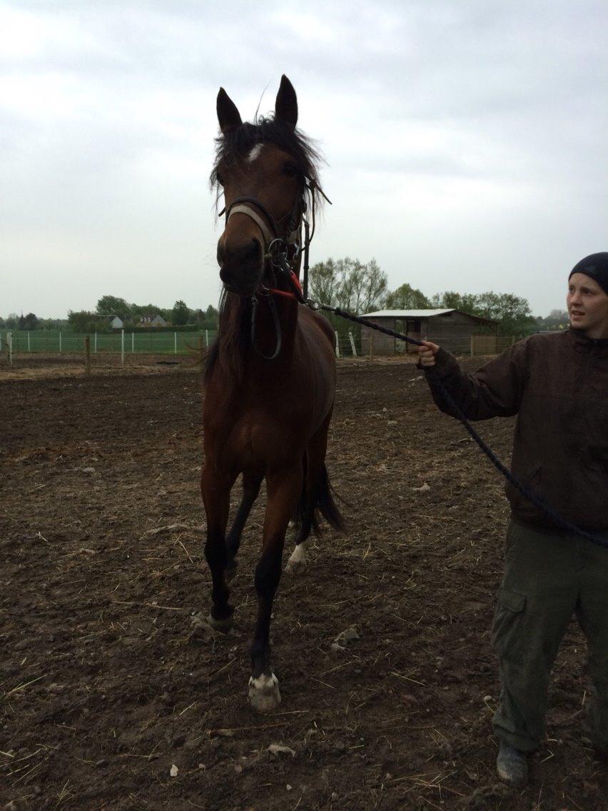 Traver Arn Kronos billede 22