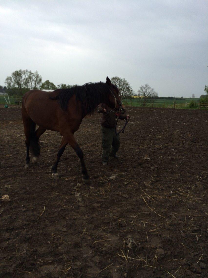 Traver Arn Kronos billede 23