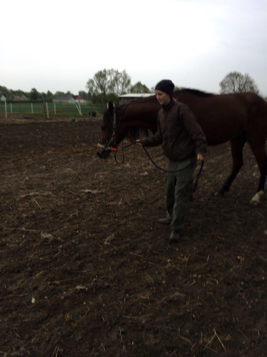 Traver Arn Kronos billede 24