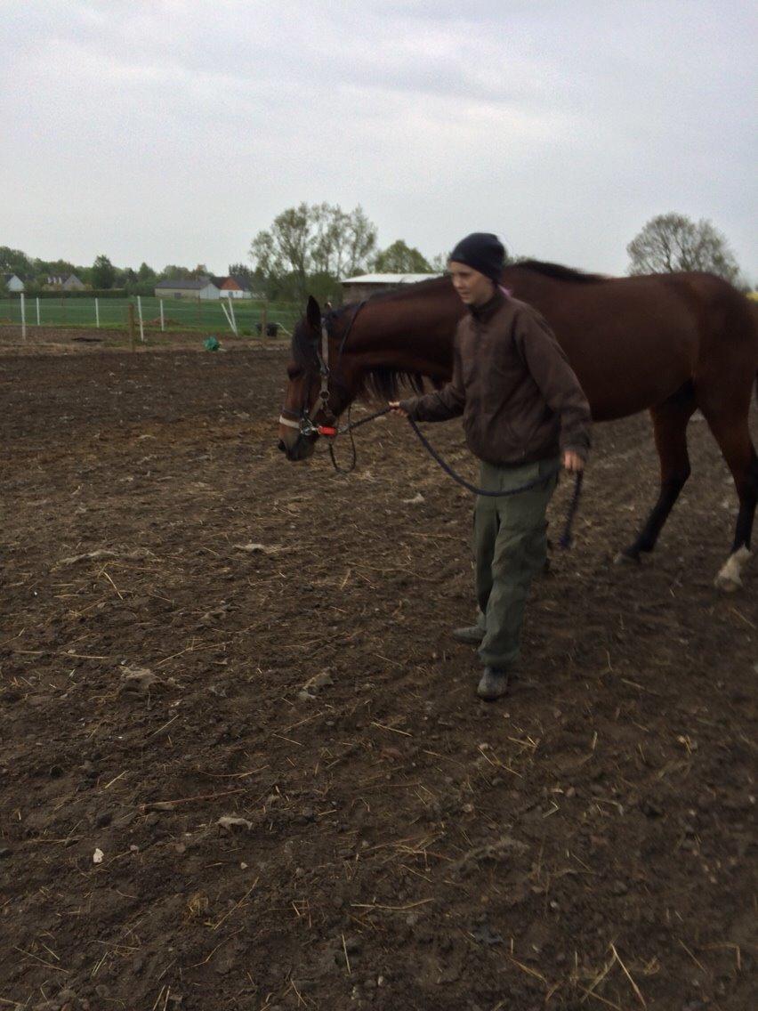 Traver Arn Kronos billede 25