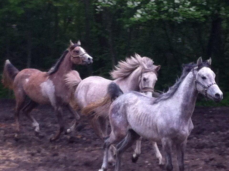 Arabisk fuldblod (OX) Lamann ox ( solgt ) billede 7