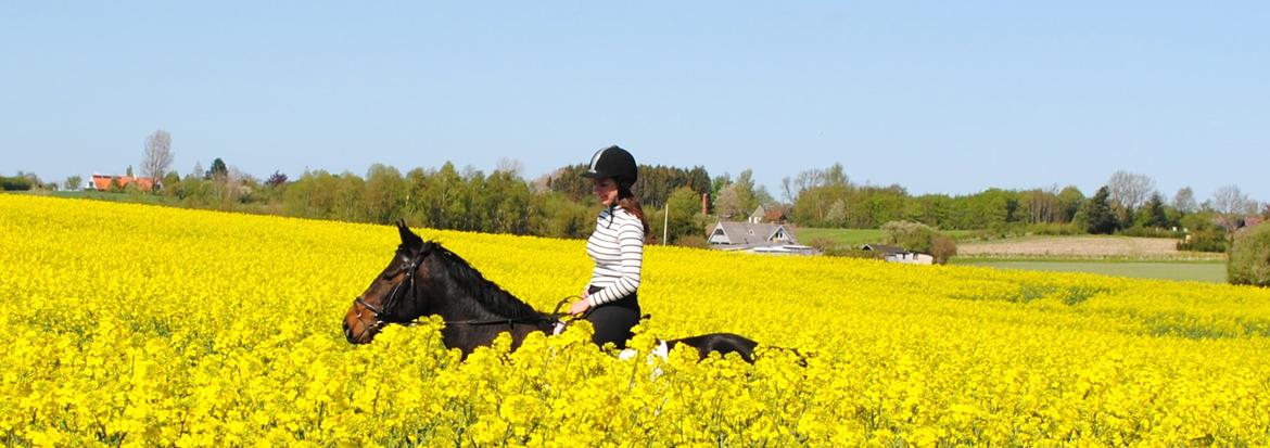 Anden særlig race Galgebakken's Samantha billede 1