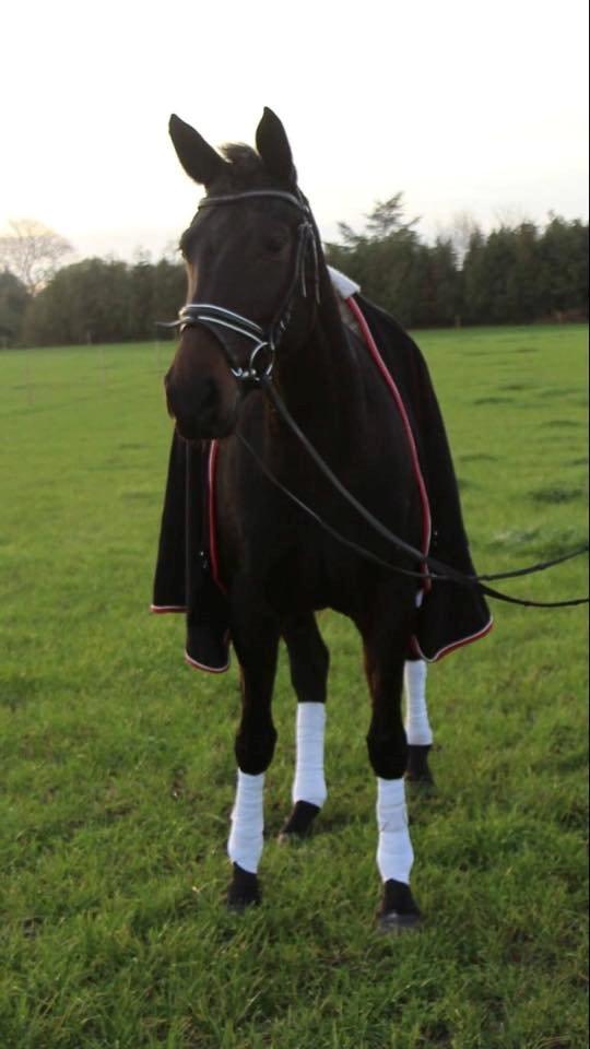 Anden særlig race Galgebakken's Samantha billede 3