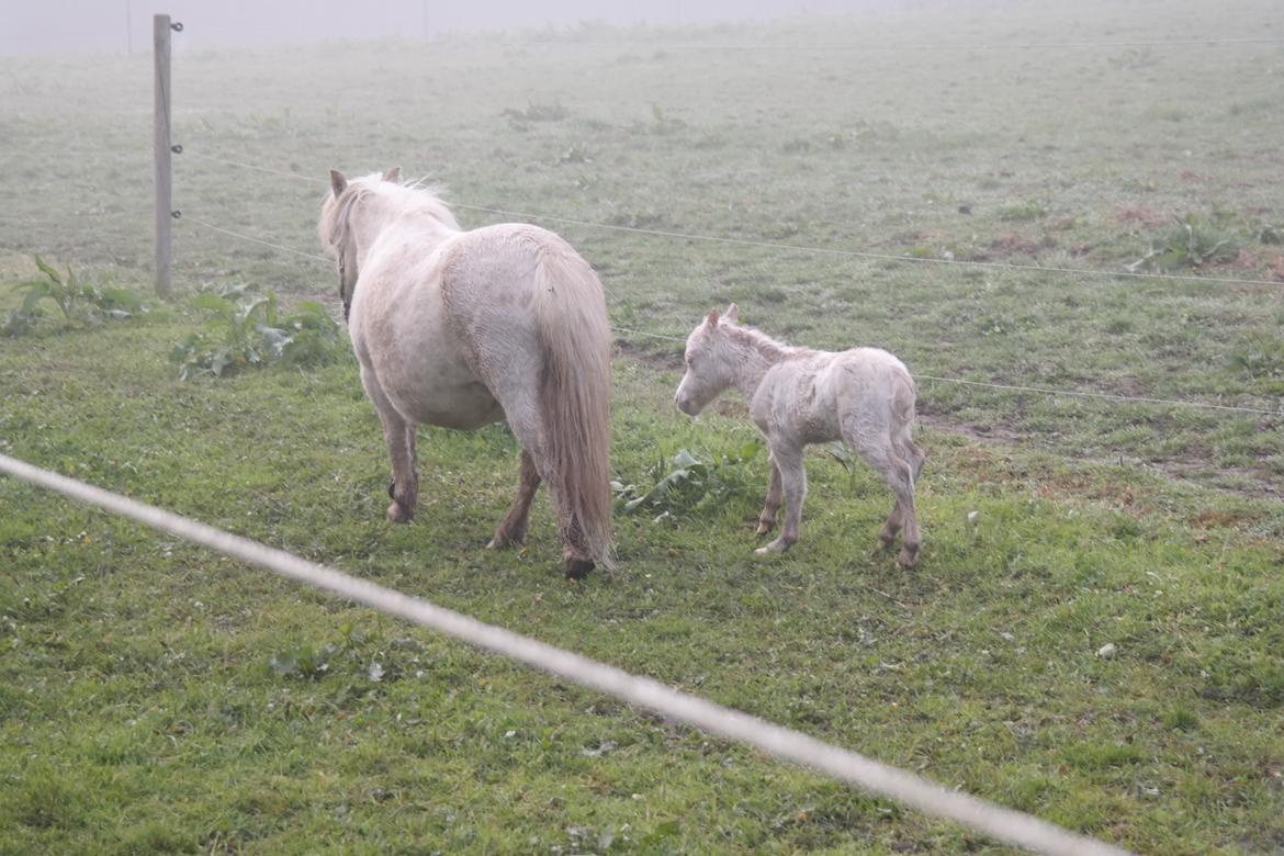 Anden særlig race Kildens Klara *mikrohest* billede 1