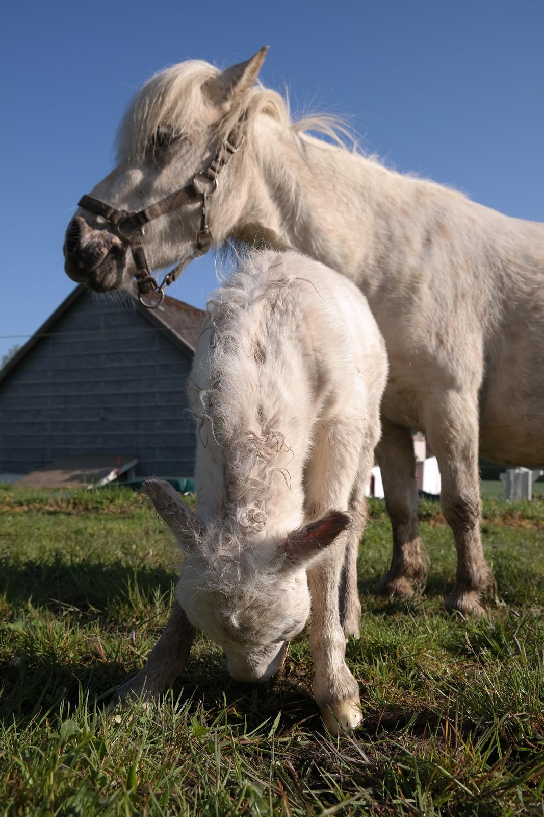 Anden særlig race Kildens Klara *mikrohest* billede 8