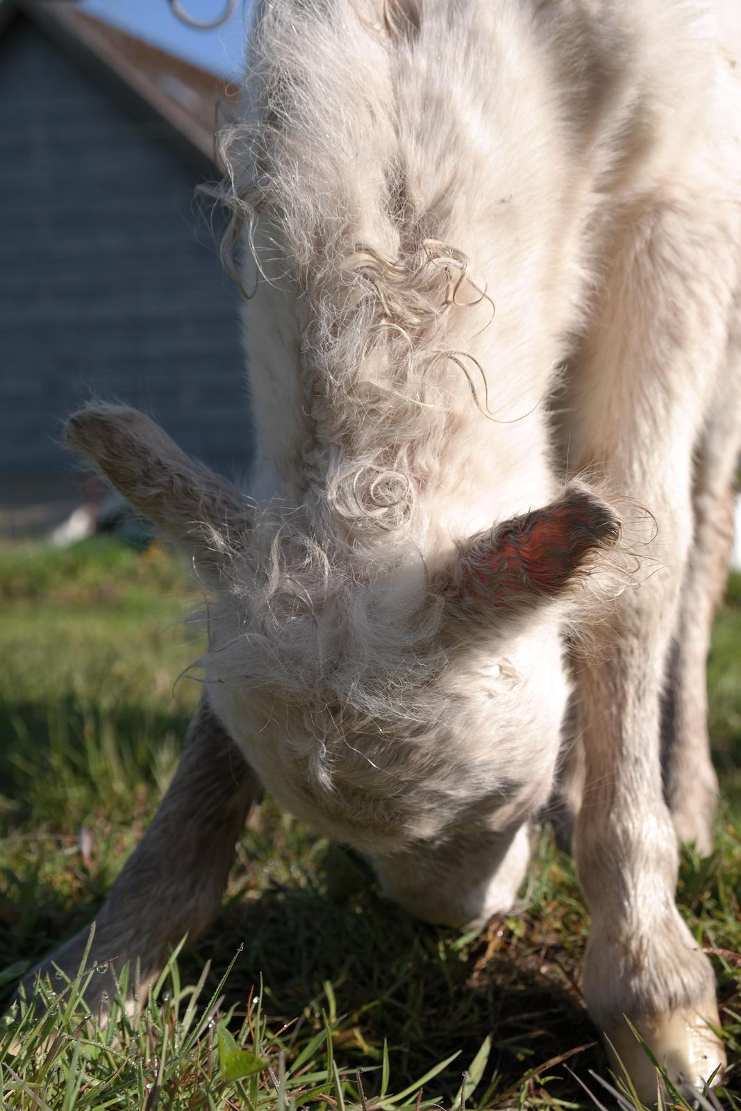 Anden særlig race Kildens Klara *mikrohest* billede 9
