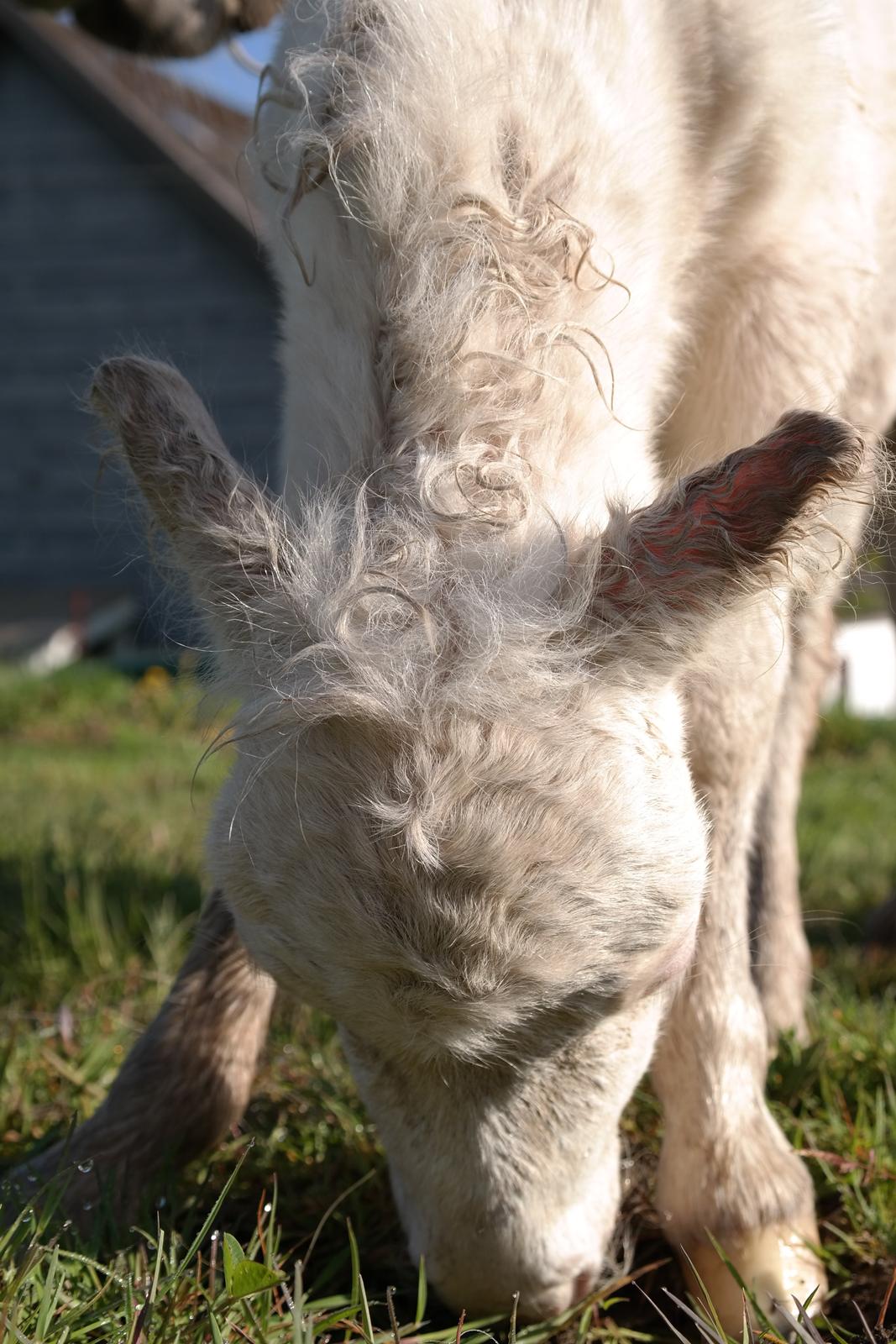 Anden særlig race Kildens Klara *mikrohest* billede 10