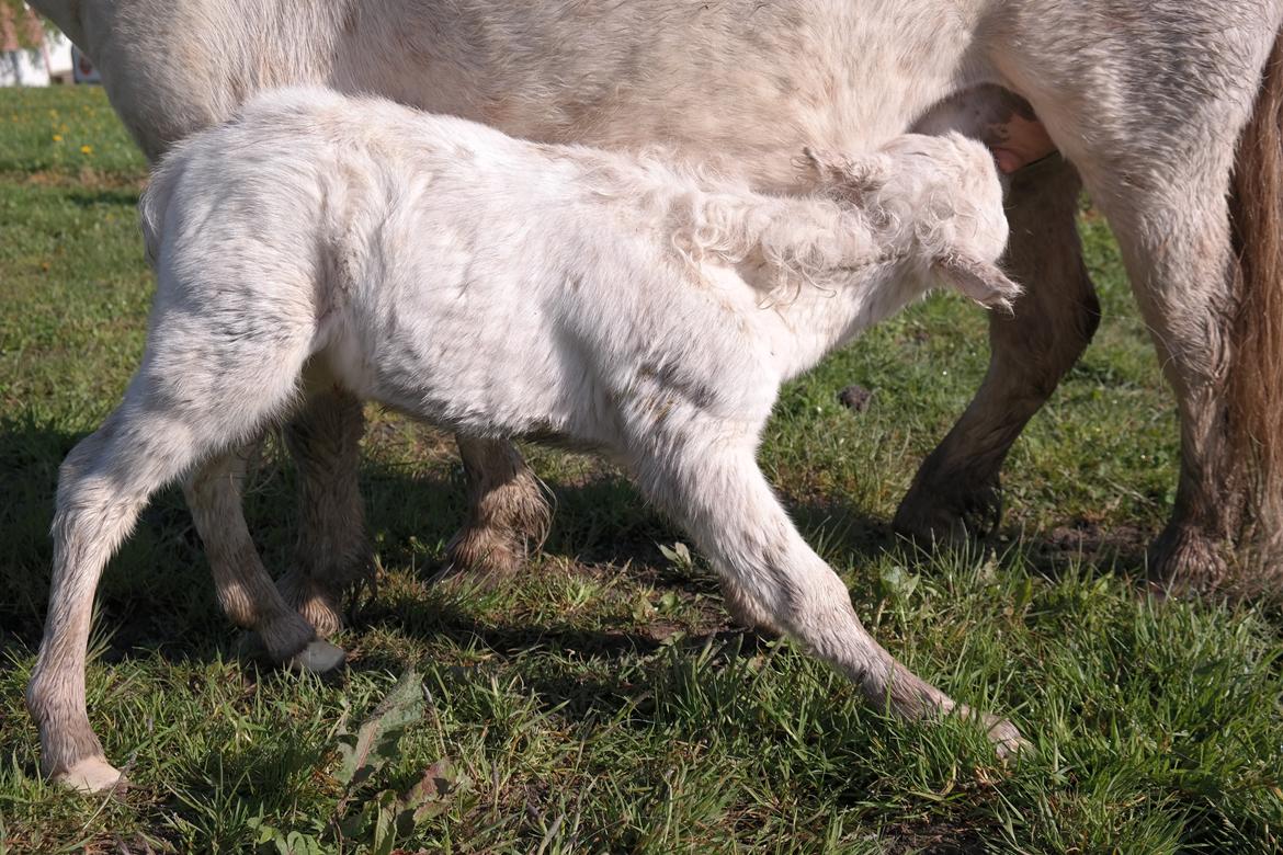 Anden særlig race Kildens Klara *mikrohest* billede 11