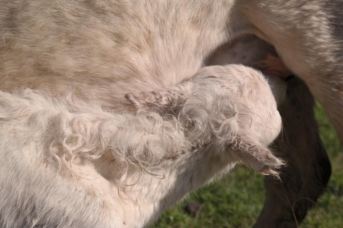 Anden særlig race Kildens Klara *mikrohest* billede 12