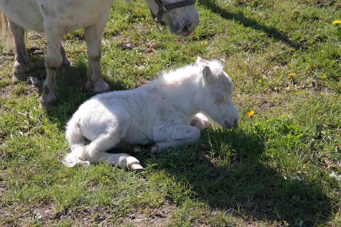 Anden særlig race Kildens Klara *mikrohest* billede 13