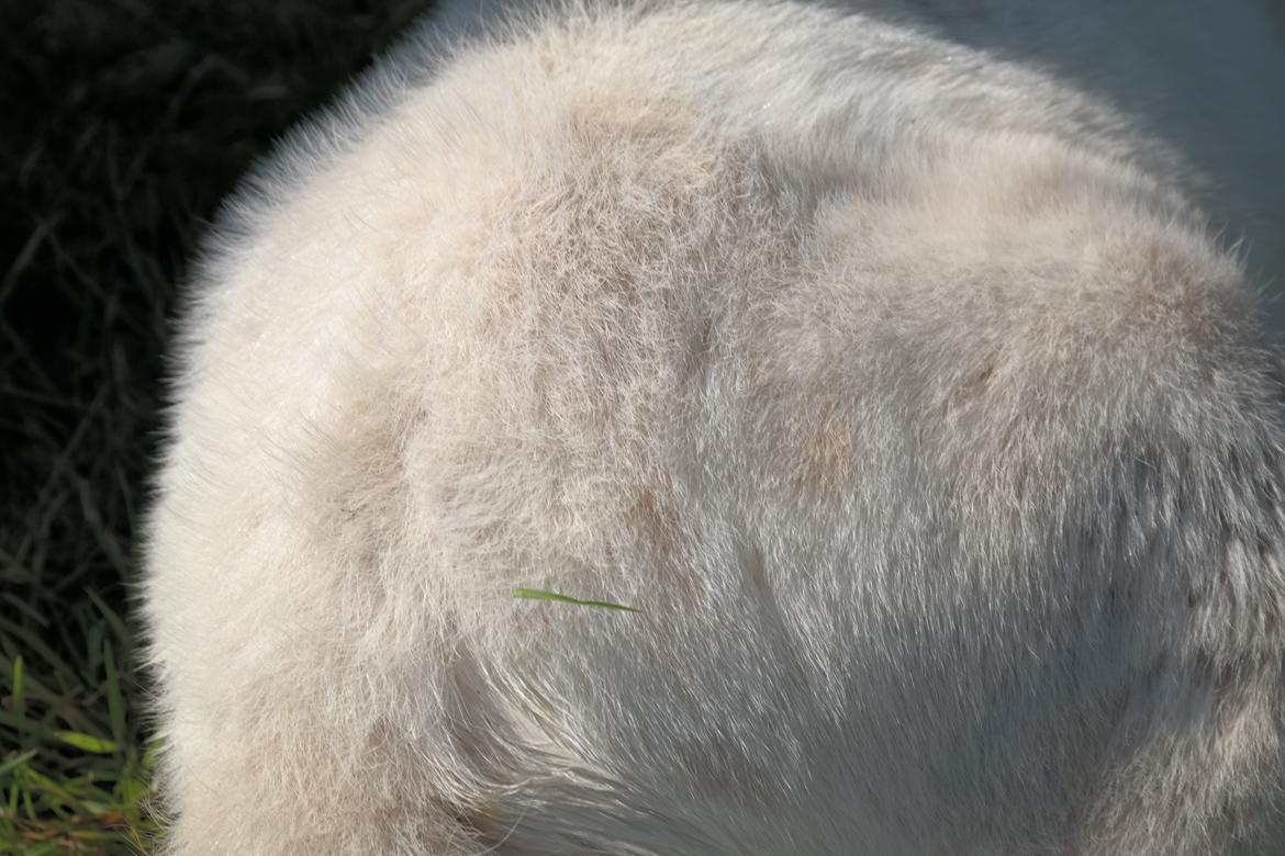 Anden særlig race Kildens Klara *mikrohest* billede 14