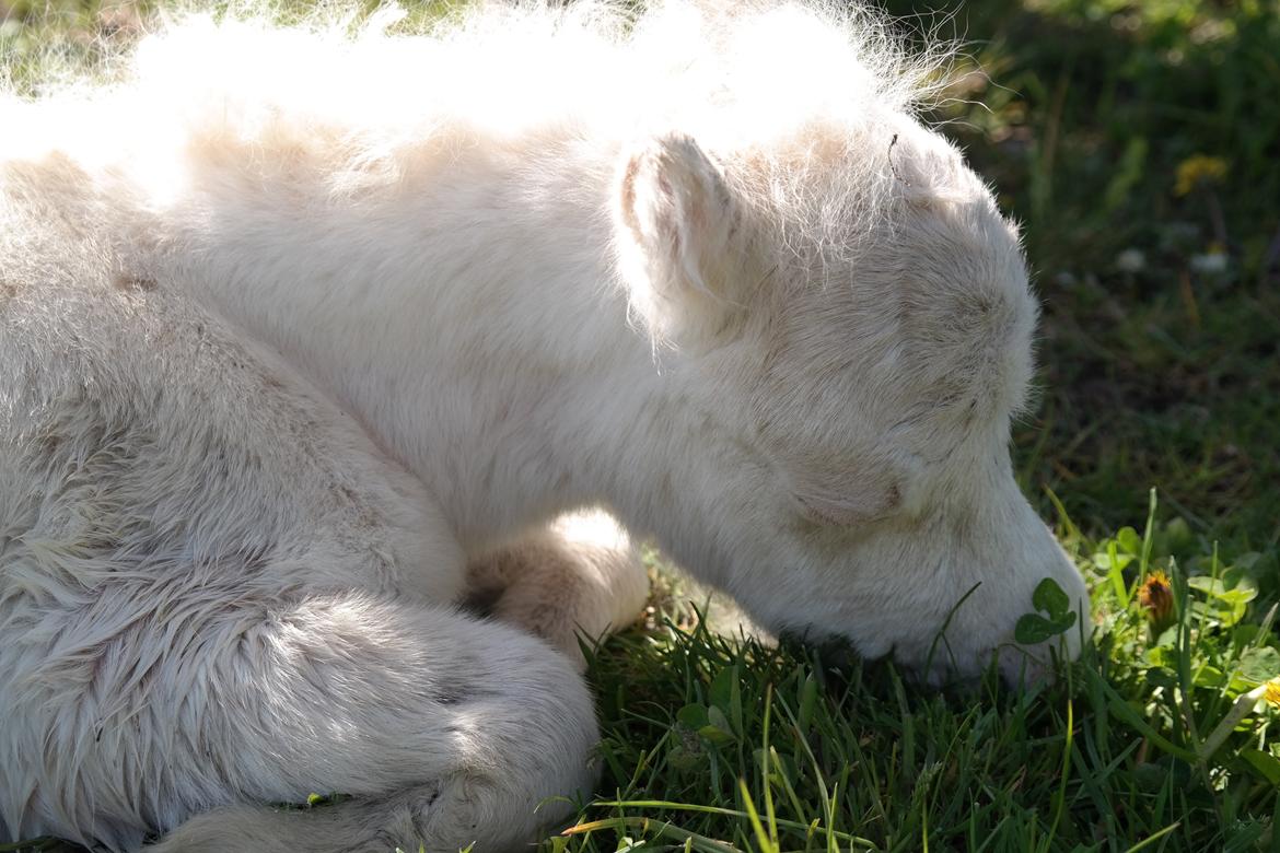 Anden særlig race Kildens Klara *mikrohest* billede 17