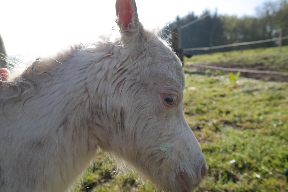 Anden særlig race Kildens Klara *mikrohest* billede 7