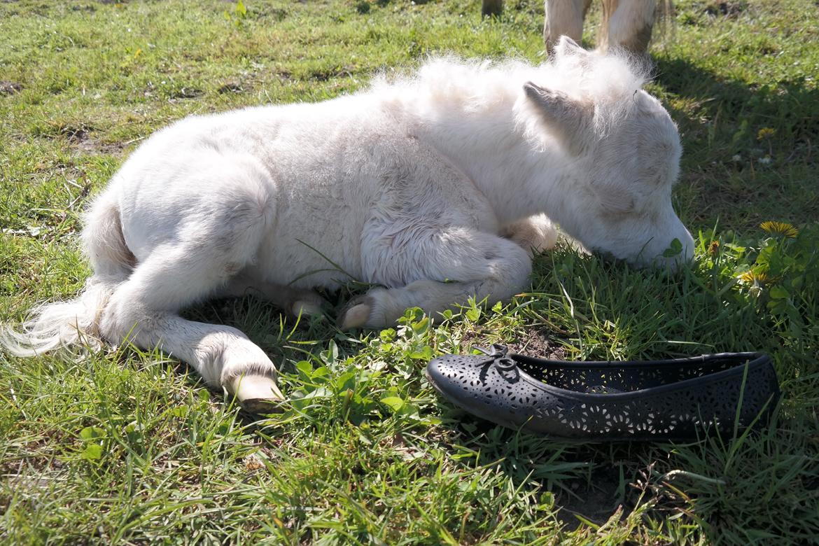 Anden særlig race Kildens Klara *mikrohest* billede 19