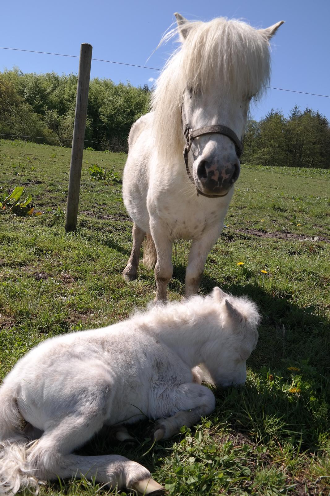 Anden særlig race Kildens Klara *mikrohest* billede 20