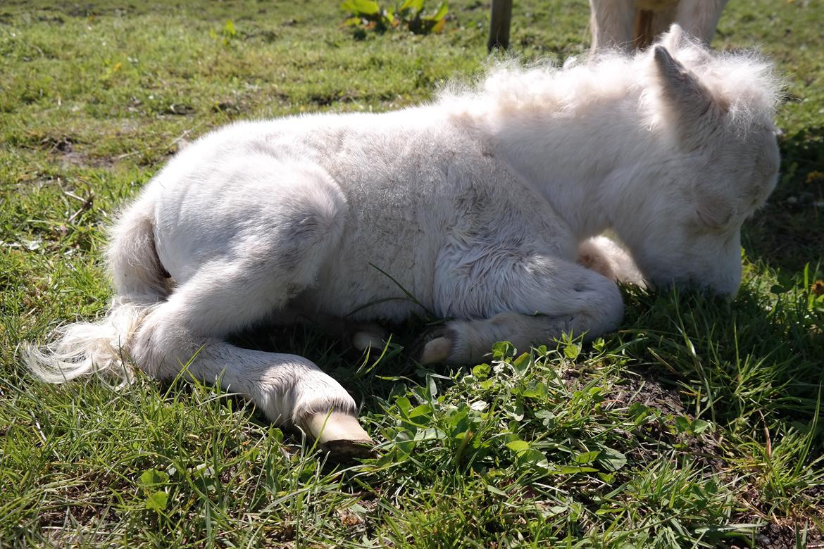 Anden særlig race Kildens Klara *mikrohest* billede 21