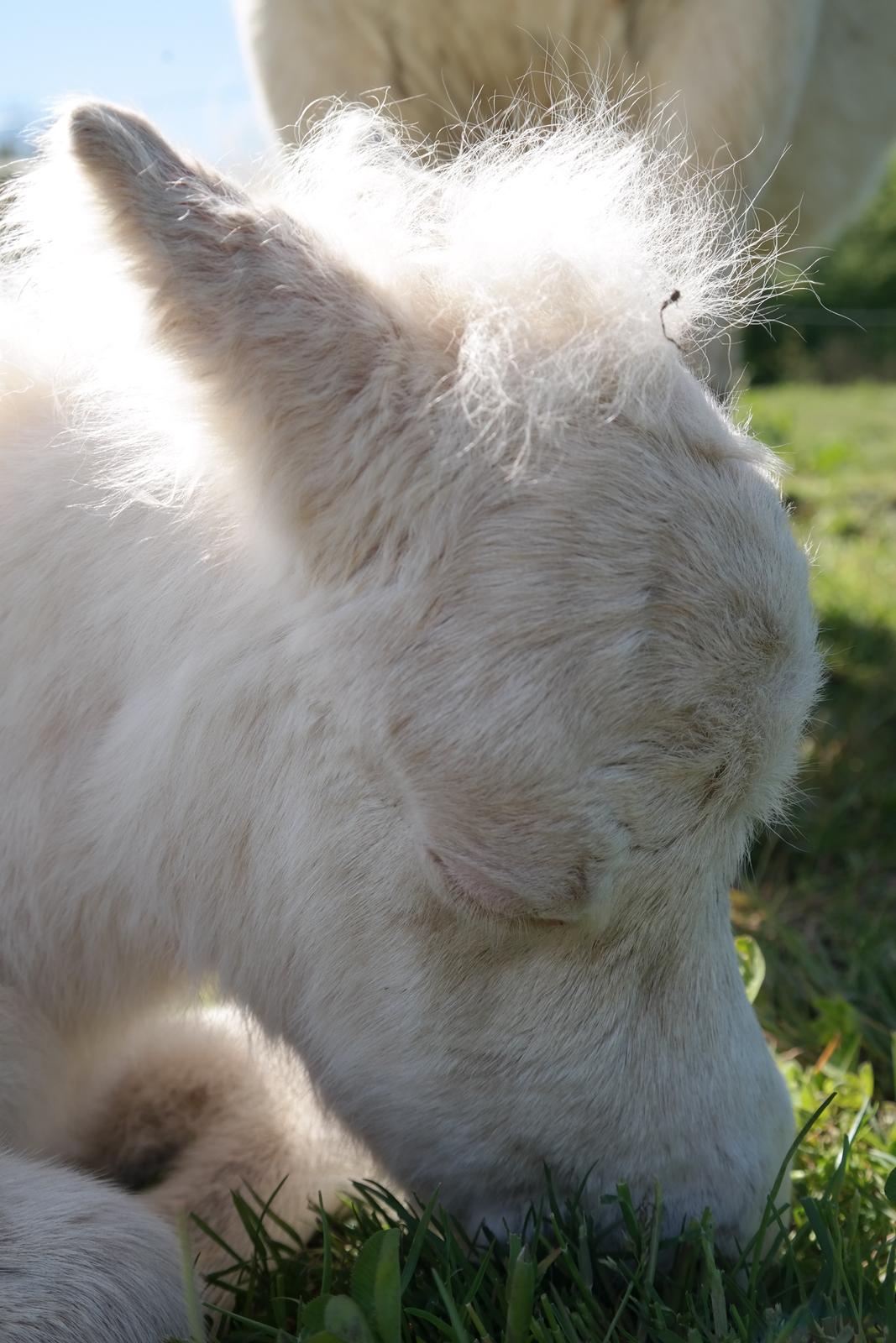 Anden særlig race Kildens Klara *mikrohest* billede 22