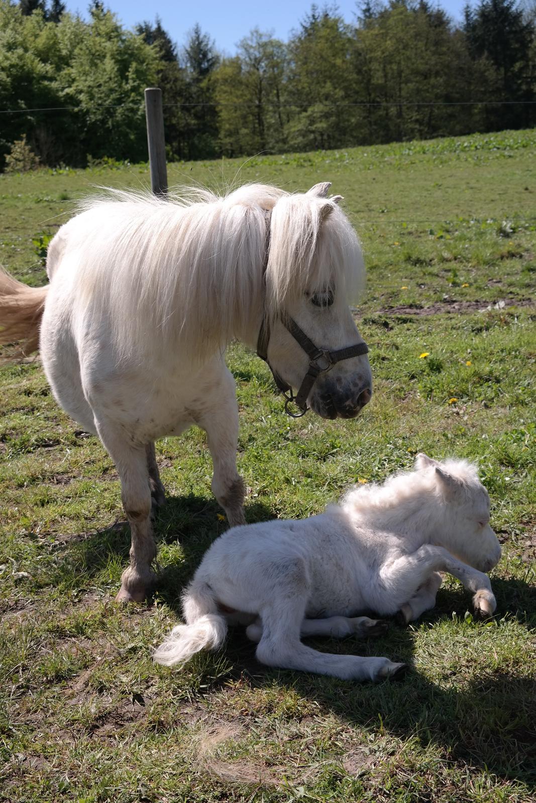 Anden særlig race Kildens Klara *mikrohest* billede 24
