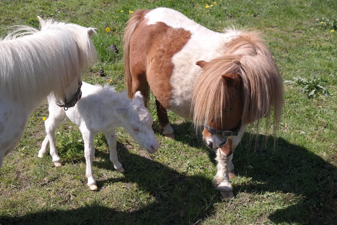 Anden særlig race Kildens Klara *mikrohest* billede 25