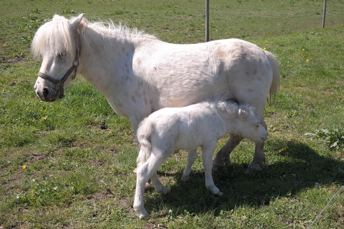 Anden særlig race Kildens Klara *mikrohest* billede 27
