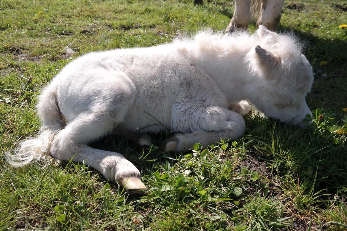Anden særlig race Kildens Klara *mikrohest* billede 18
