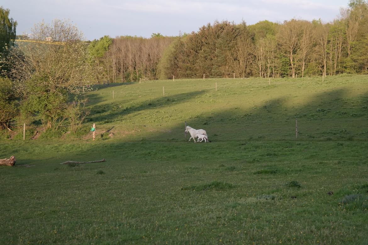 Anden særlig race Kildens Klara *mikrohest* billede 30