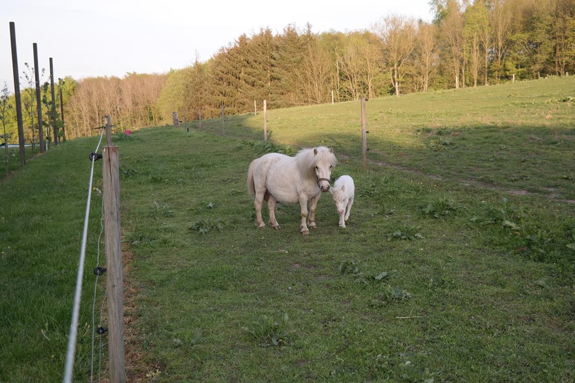 Anden særlig race Kildens Klara *mikrohest* billede 31