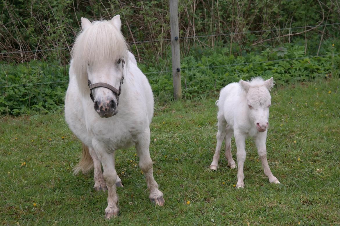 Anden særlig race Kildens Klara *mikrohest* billede 33
