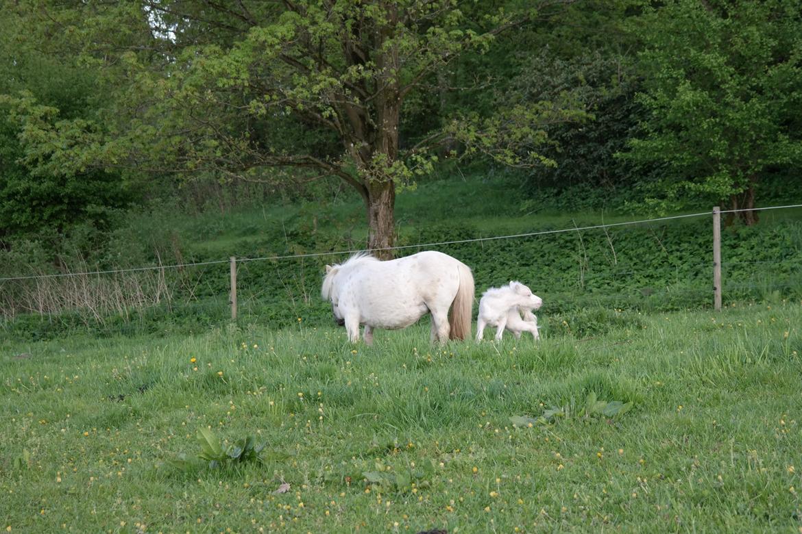 Anden særlig race Kildens Klara *mikrohest* billede 28