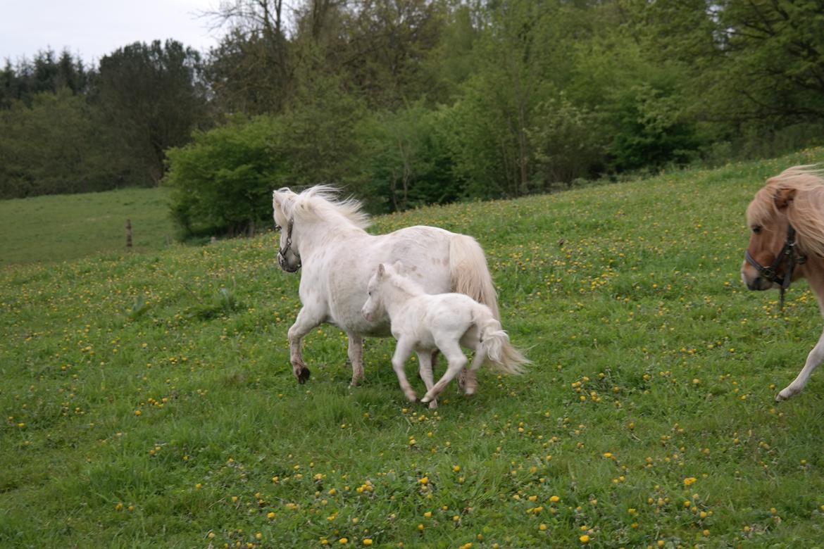 Anden særlig race Kildens Klara *mikrohest* billede 35