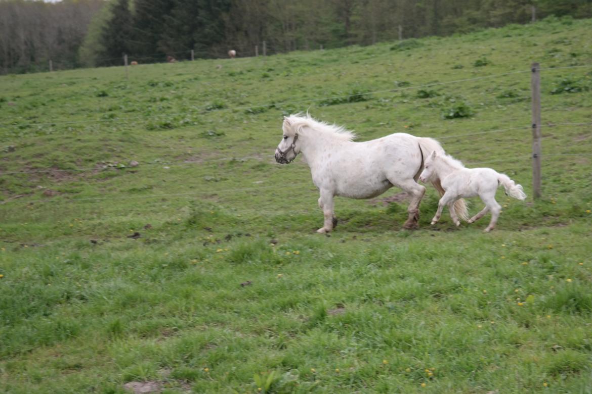 Anden særlig race Kildens Klara *mikrohest* billede 38