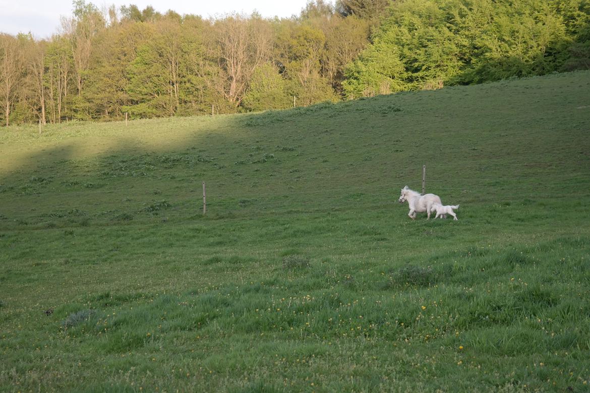 Anden særlig race Kildens Klara *mikrohest* billede 39