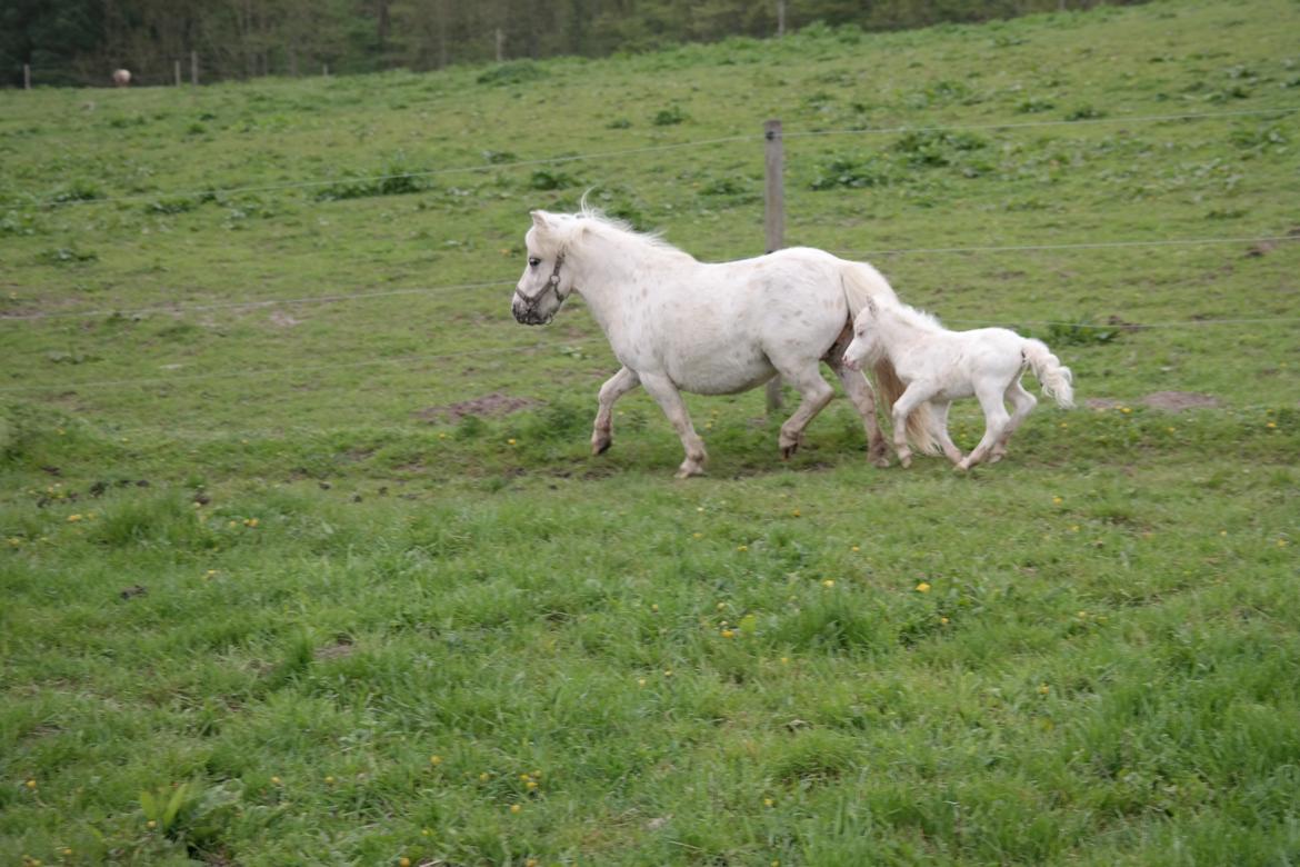 Anden særlig race Kildens Klara *mikrohest* billede 42