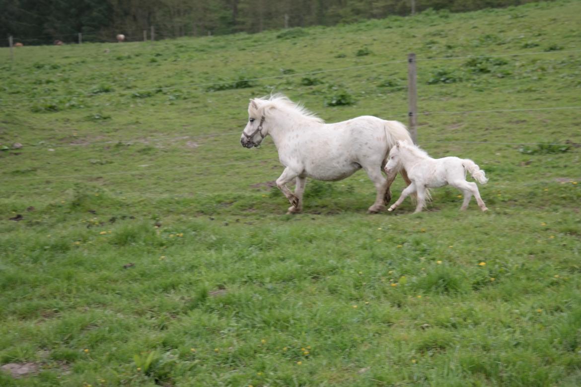 Anden særlig race Kildens Klara *mikrohest* billede 43