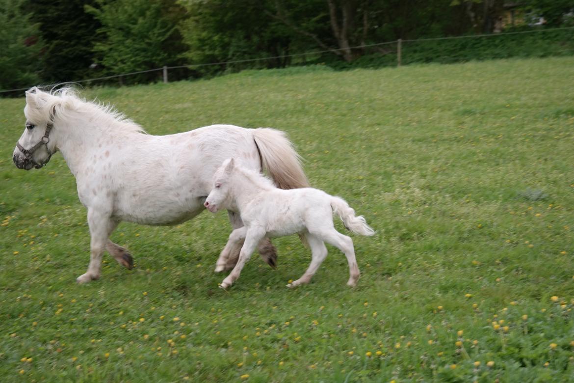 Anden særlig race Kildens Klara *mikrohest* billede 40
